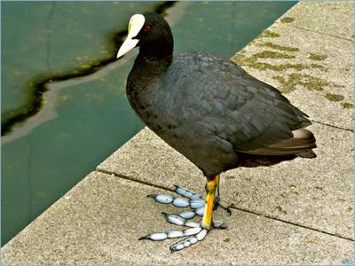 送福鸟黑水鸡养殖简单易学人人都能学会