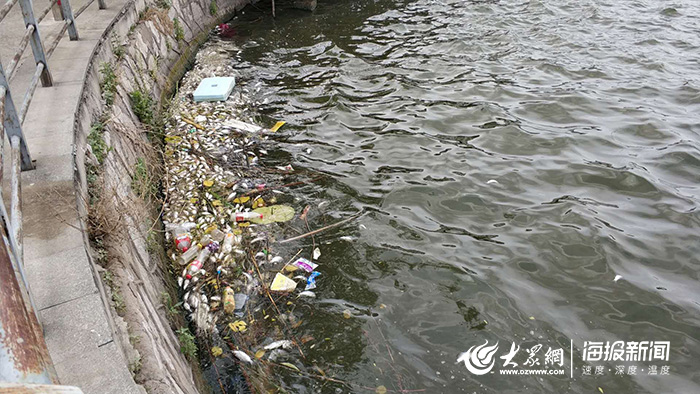 菏泽青年湖现大量死鱼湖长死水湖水质差死因复杂