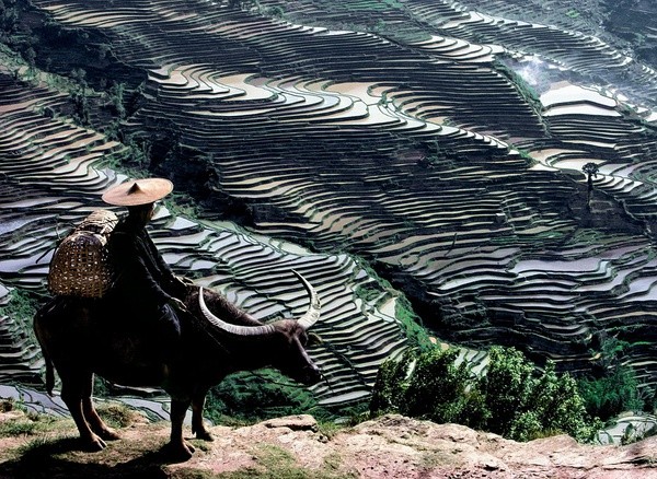一个骑牛的老人在薄雾中默默地注视着这片梯田.