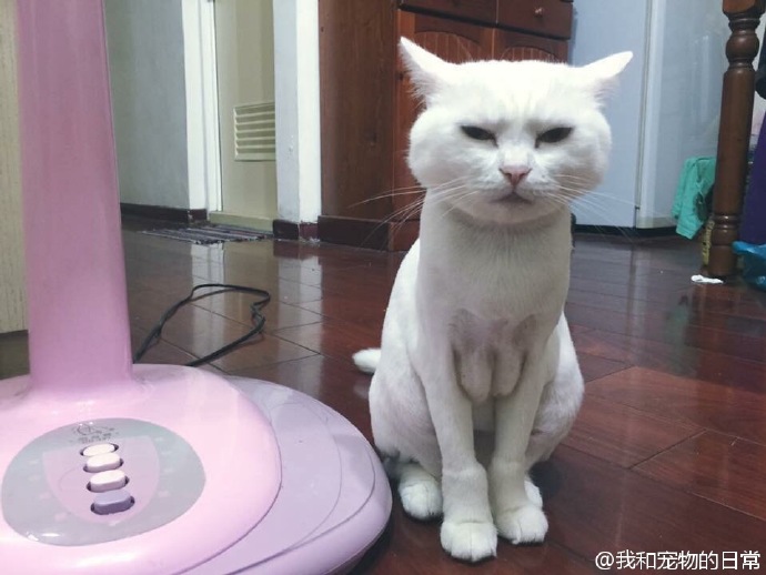 帮家里的喵星人剃完毛毛后,觉得应该要帮喵星人买个胸罩了