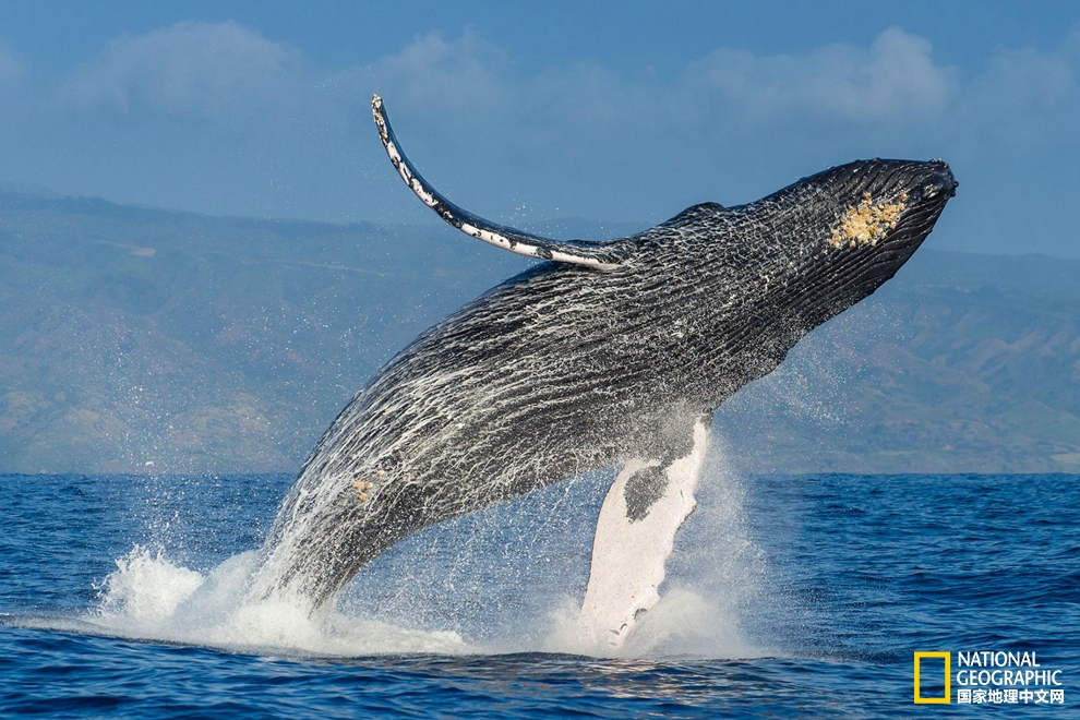 不止熊猫,它们也从濒危名单里除名了