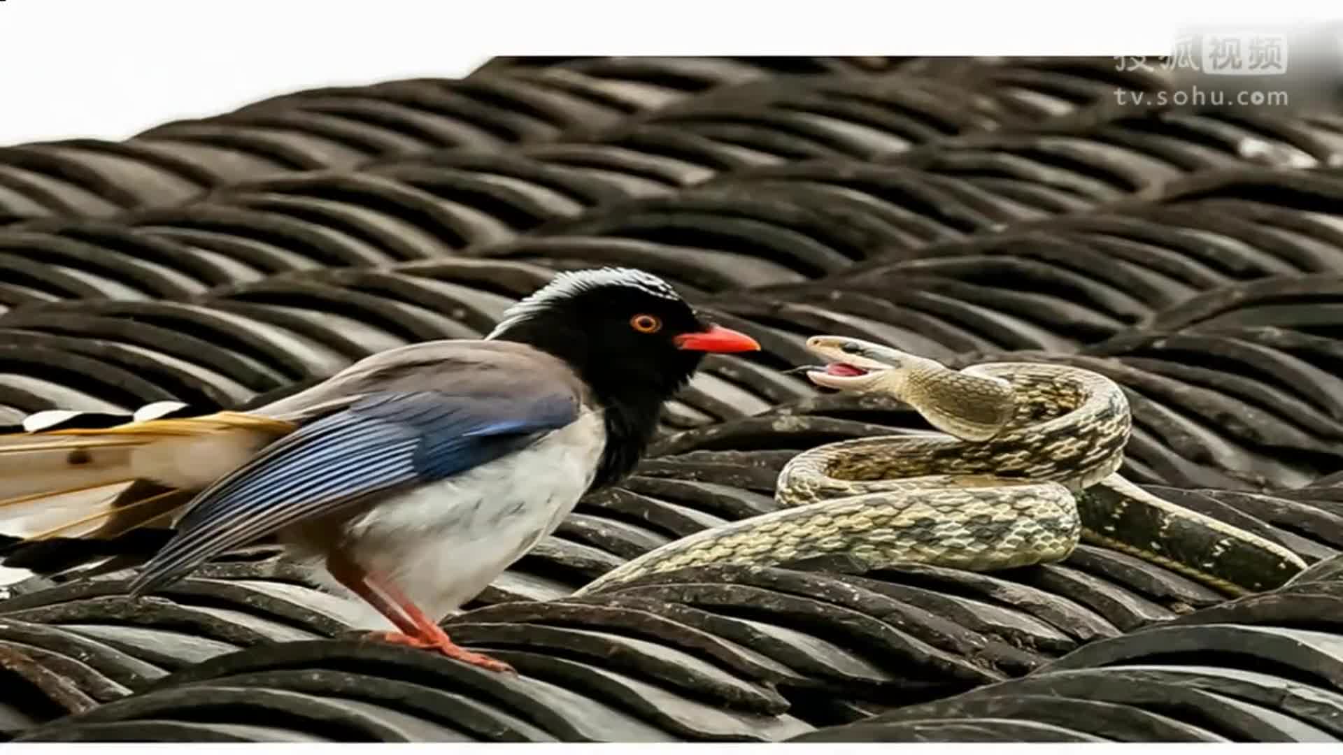 食蛇鸟剧情图片