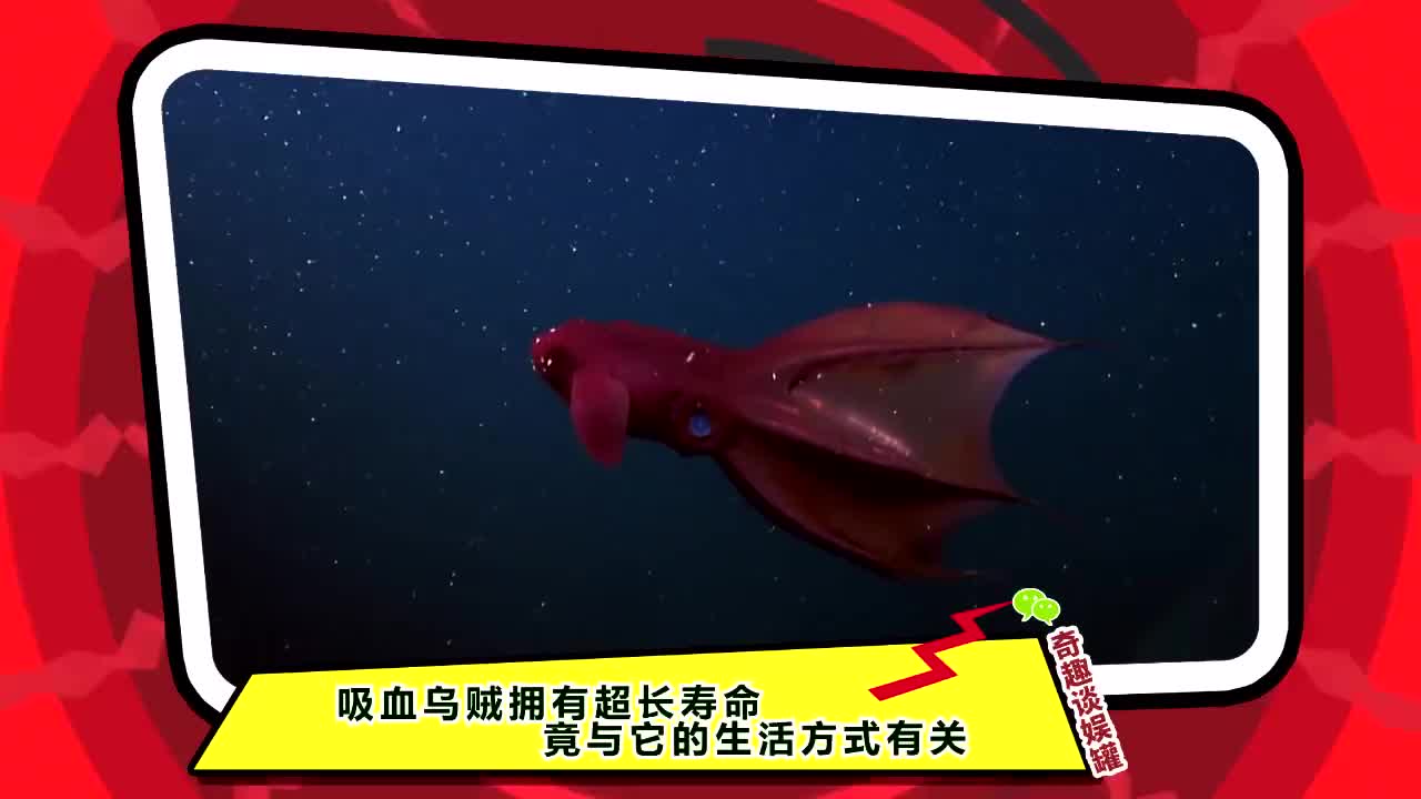 吸血乌贼拥有超长寿命竟与它的生活方式有关