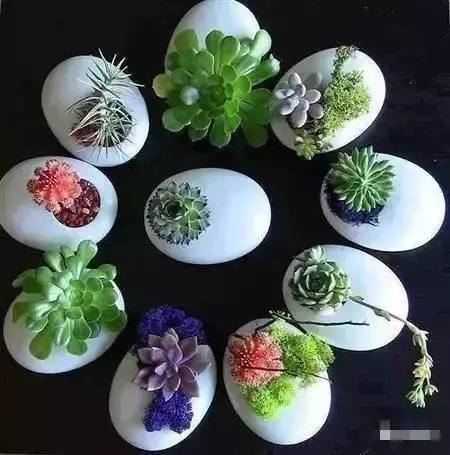 种花少了点儿趣味?只因做菜时把鸡蛋壳扔了