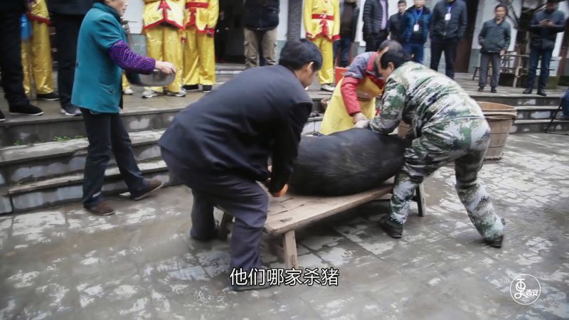 实拍农村过年杀肥美年猪,场面壮观似赶集