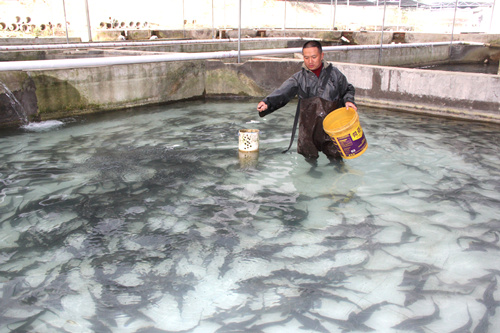 梁平区冷水鱼养殖: "鲟鱼达人"用一湾山泉创年收入300万元