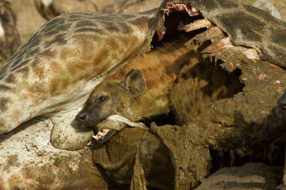 鬣狗好好的肉不吃竟一口咬住了这,人们看后直呼鬣狗口味真独特!