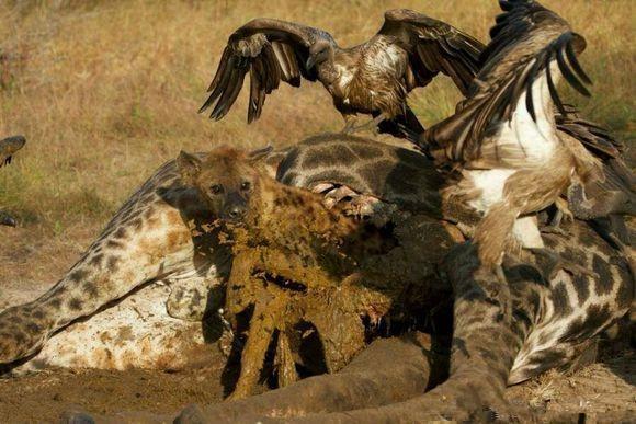 鬣狗好好的肉不吃竟一口咬住了这,人们看后直呼鬣狗口味真独特!