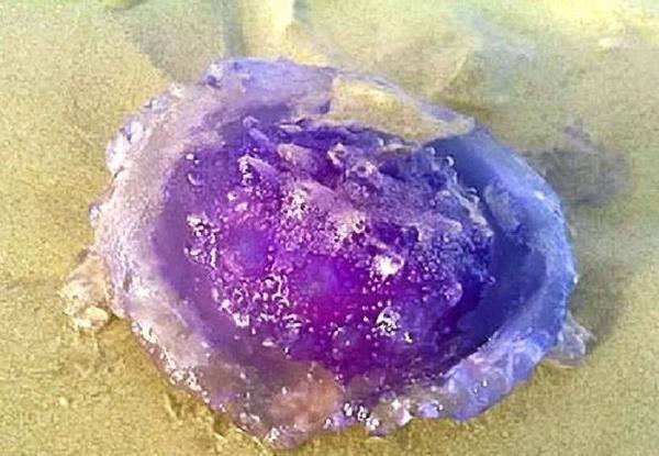 女子沙滩看到"深紫色果冻",晶莹剔透,怎料是诡异致命陷阱!