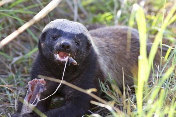 神奇的非洲蜜獾!毒蛇在平头哥眼里只不过是根辣条!__凤凰网