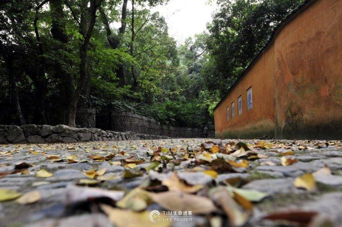 寺外秋风起,洒落一地的落叶