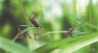 一亿年前昆虫求偶场景再现