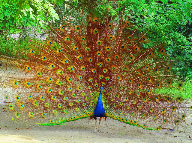 孔雀开屏 自作多情原来是这么回事!__凤凰网