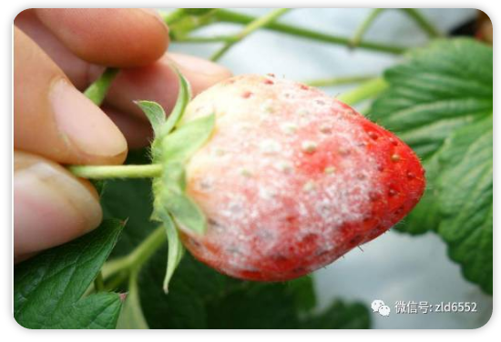 春日气温升高,种植草莓这几种常见病害要小心!