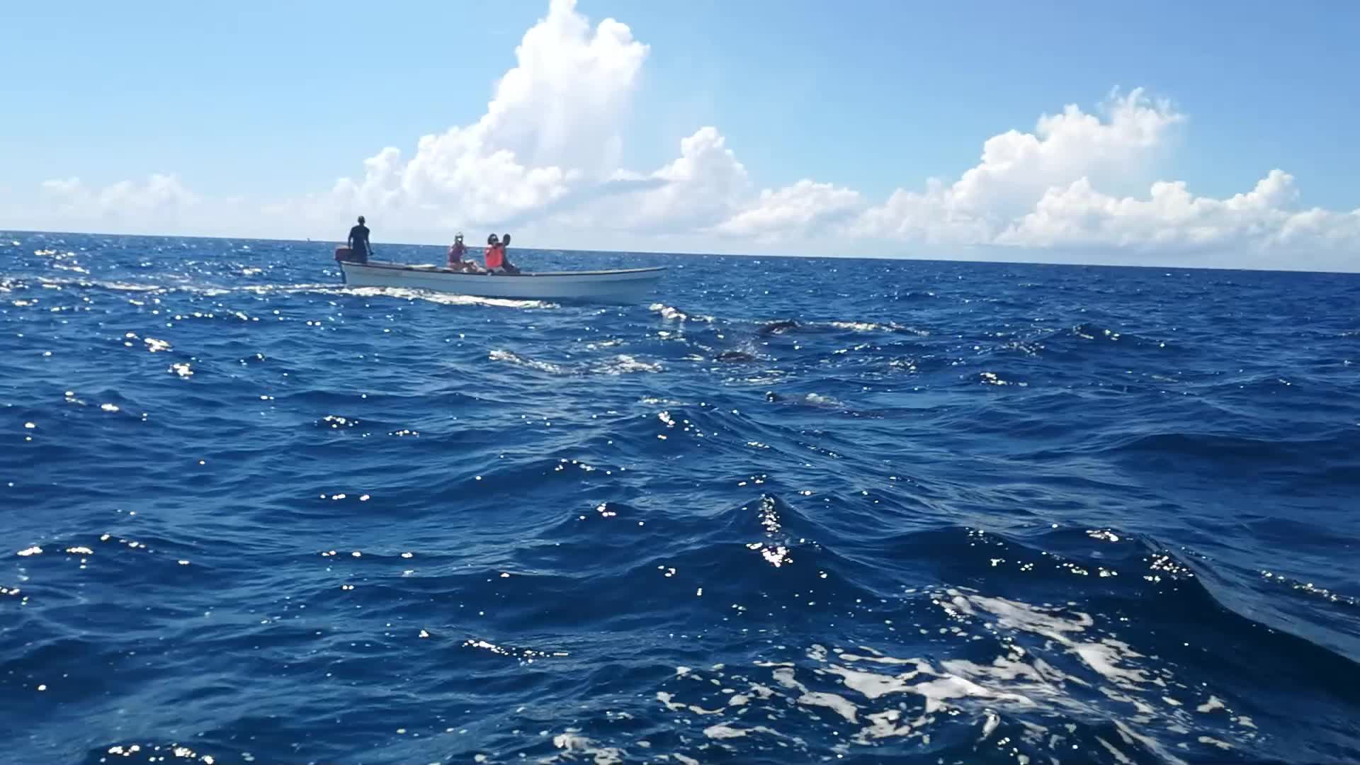 印度洋近海零距离看海豚,萌萌哒好可爱!
