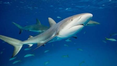 4长鼠鲨 缠斗近2小时后将其放生