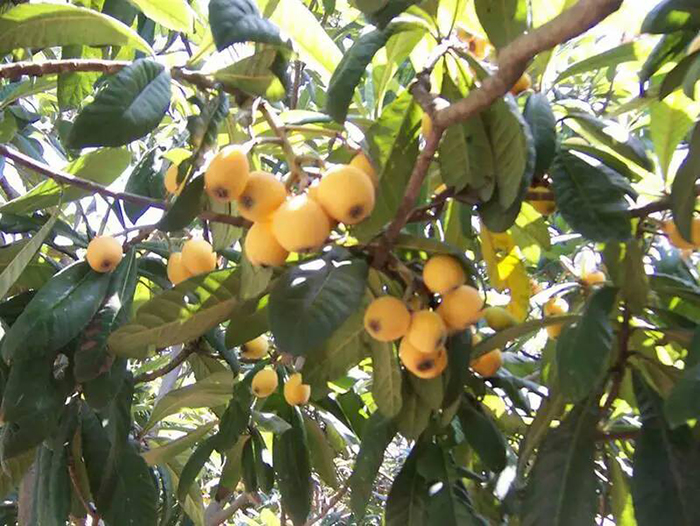 从舌尖甜到心头的水果之王白沙枇杷提前一个月预定才能吃上