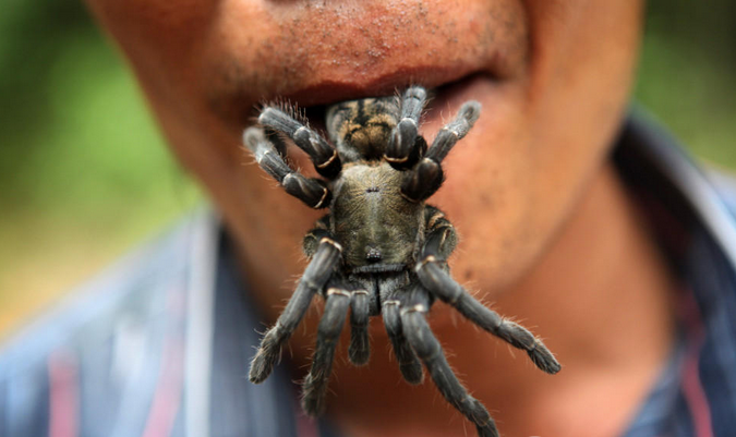 蜘蛛镇的村民爱吃油炸大黑蜘蛛,你敢吗?__凤凰网