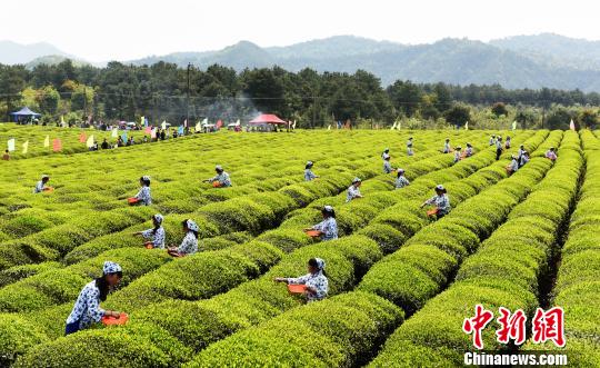 江西德兴江南春雨催新芽 千亩丘陵忙采茶
