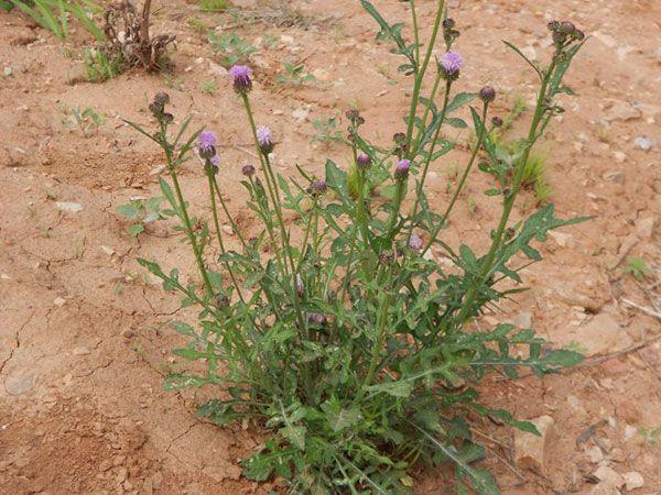 糯米菜,猫骨头,剪刀草,绒球,苦郎头,苦蓝关菜,石灰青,田青,野苦麻,苦