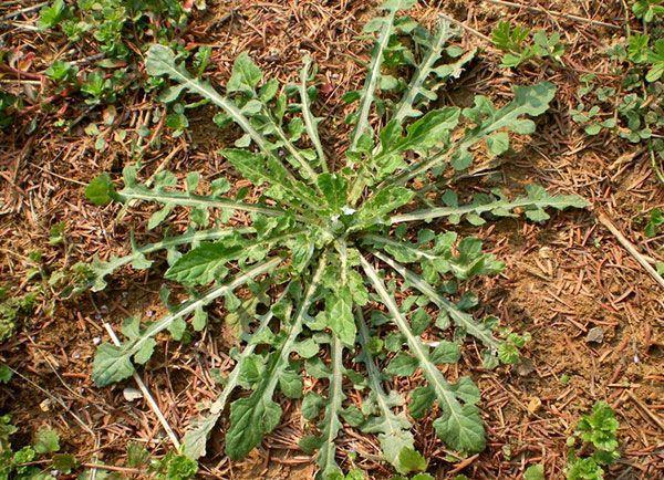 其貌不扬的一棵野草可解毒治骨折被载入中药典籍