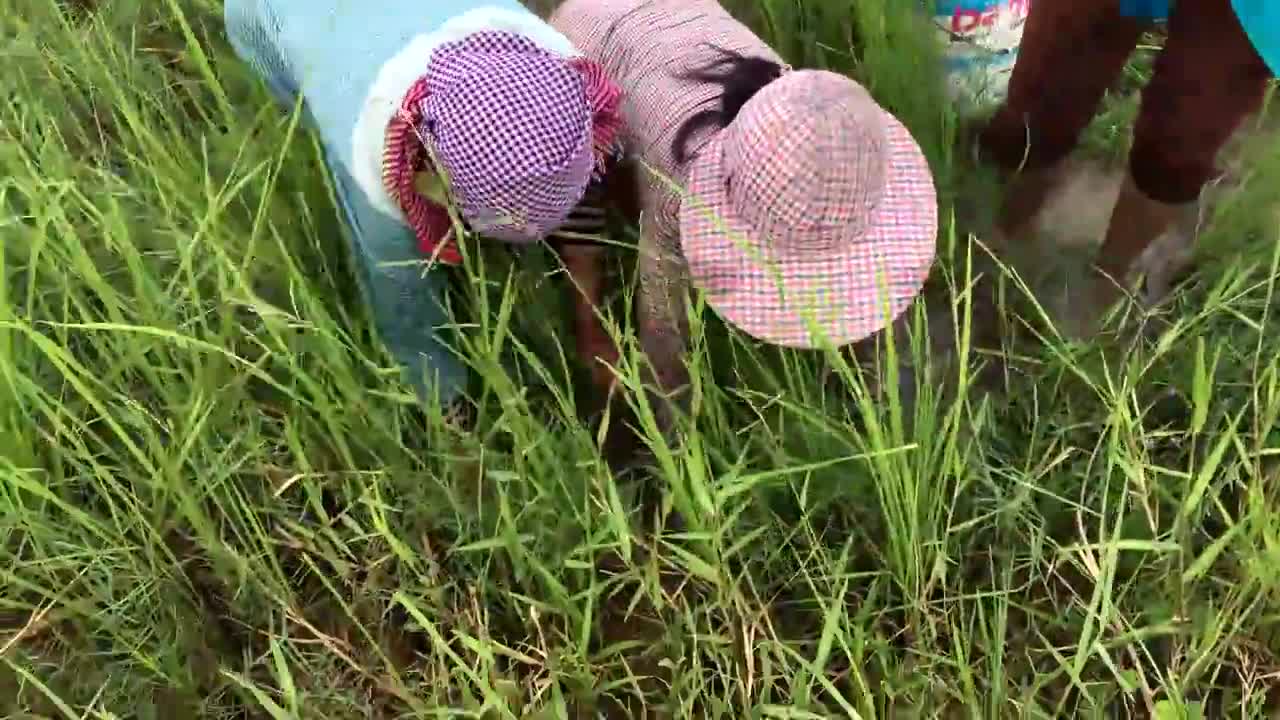 实拍:柬埔寨漂亮妹子学捉鱼螃蟹