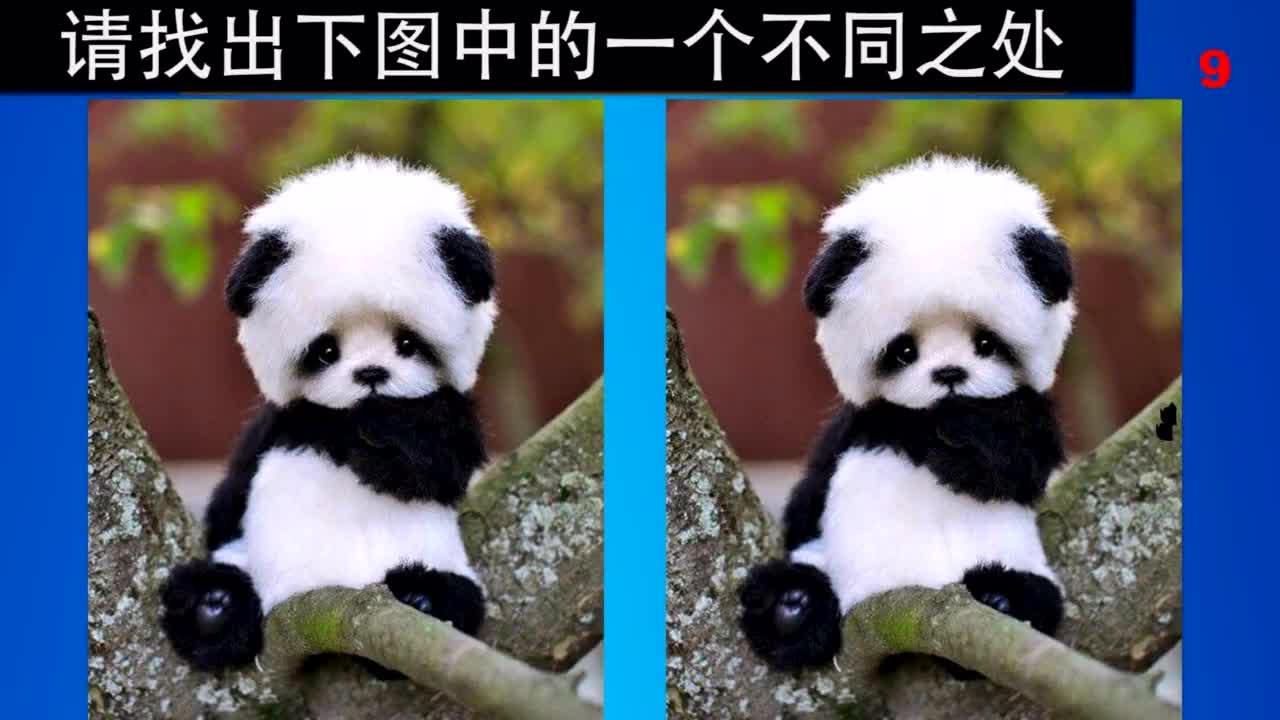 史上最萌的找不同 你能找出唯一的不同之处吗?