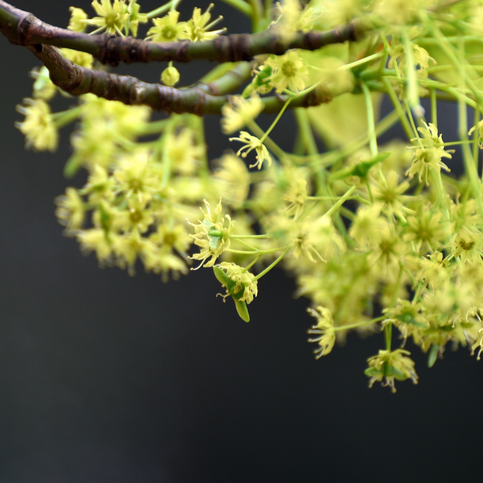 成都植物园.飞蛾槭.2017.4.