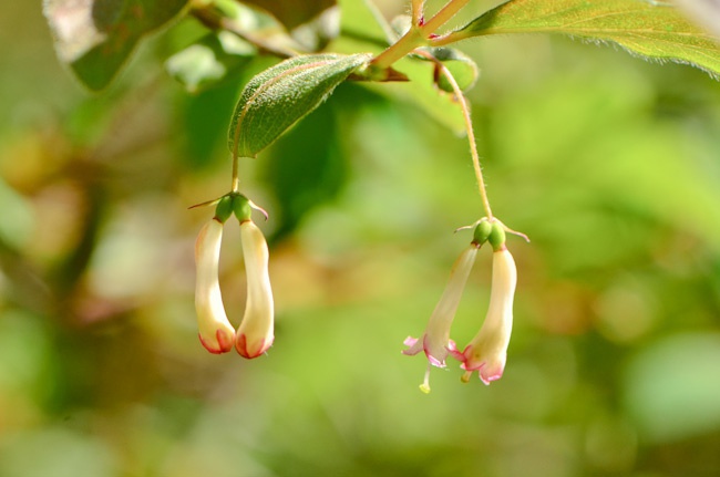 唐古特忍冬 lonicera tangutica