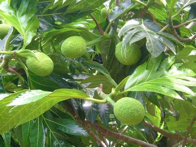 这种水果叫"生命树",一棵一年可结200颗,能补血,清热除火__凤凰网