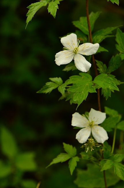 绣球藤 clematis montana