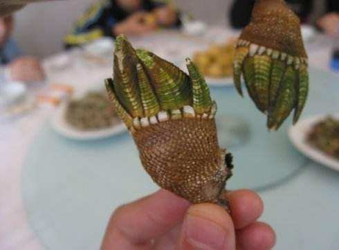 它叫"观音手", 调阳补虚,疏肝理气, 现在有钱也买不到_凤凰网健康