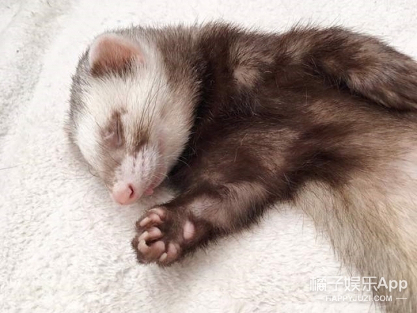 这只雪貂因为睡姿走红,太呆萌可爱了