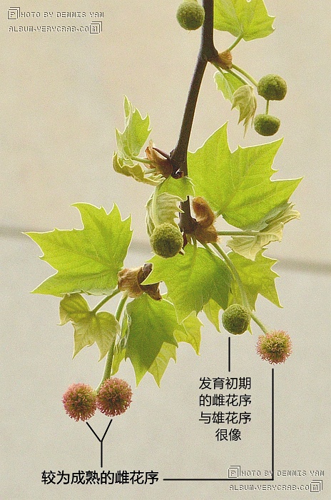摄于2017年4月8日《中国植物志》上关于悬铃木雌雄花序 生于不同的