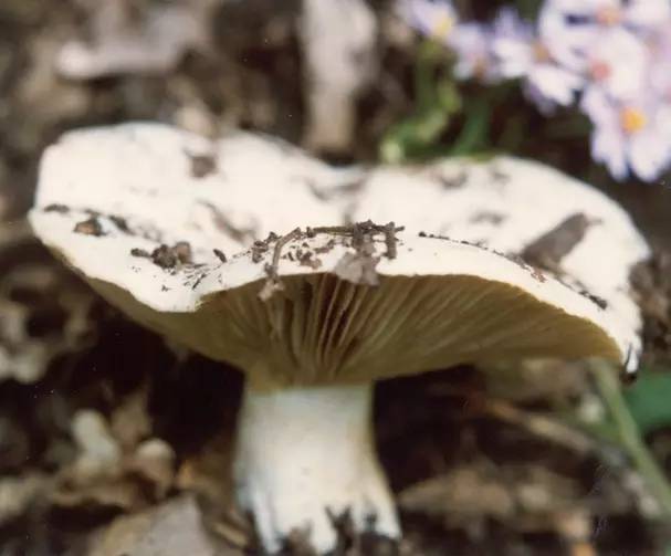 大白菇又称羊肚菜,美味羊肚菌,是一种珍贵的食用菌和药用菌