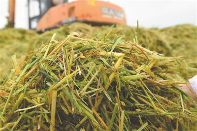 秸秆变身奶牛饲料