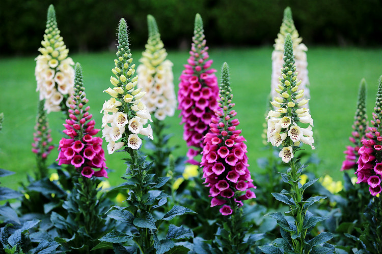 最美的《鲁冰花》,送给母亲的花