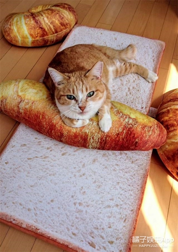 嘿,你要来一片猫吐司吗?
