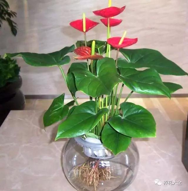 在水培瓶中加入清水,加入清水的量一般淹没了根系的2/3,这样水培红掌