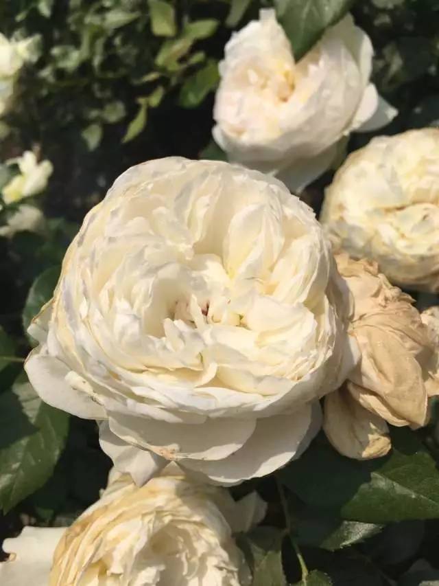 140种最新最全的北京月季花图册总算整理好了爱花使者收好