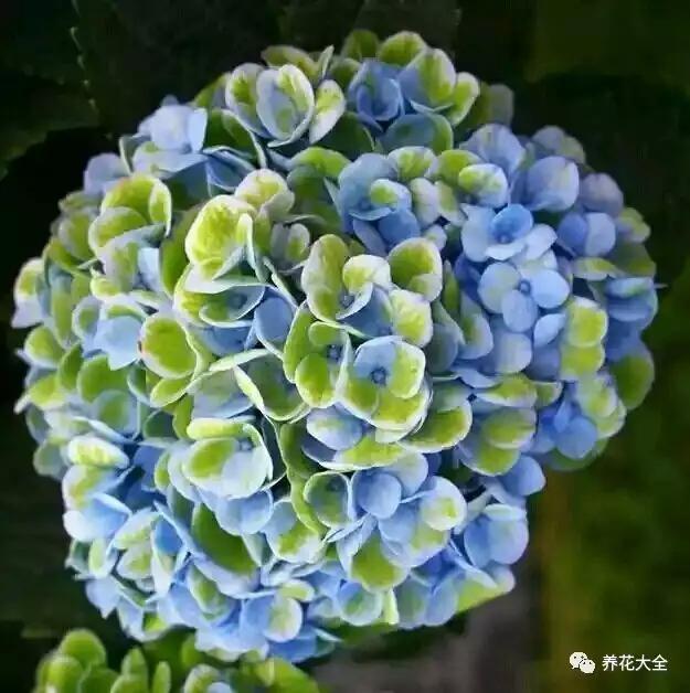 绣球花为什么叫招鬼花(家里为什么不能养绣球花)