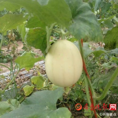 网友自种的梨瓜熟了,味道甜蜜蜜哦