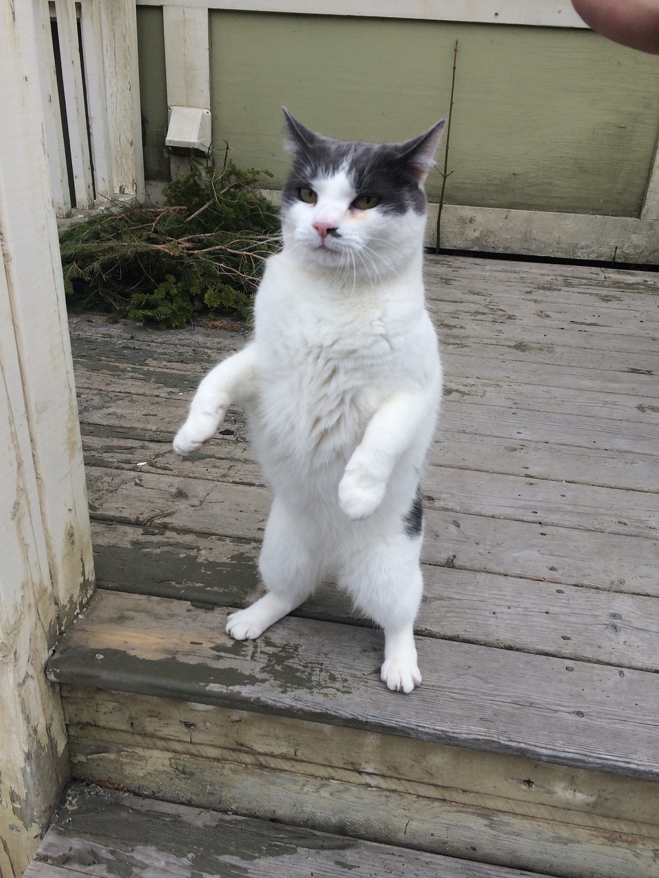 看见它一个加速从路的另一侧冲过来,然后跳到我旁边的阶梯上,站起来