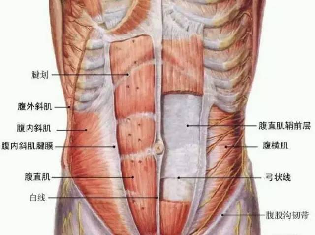 女生腹部肌肉示意图图片