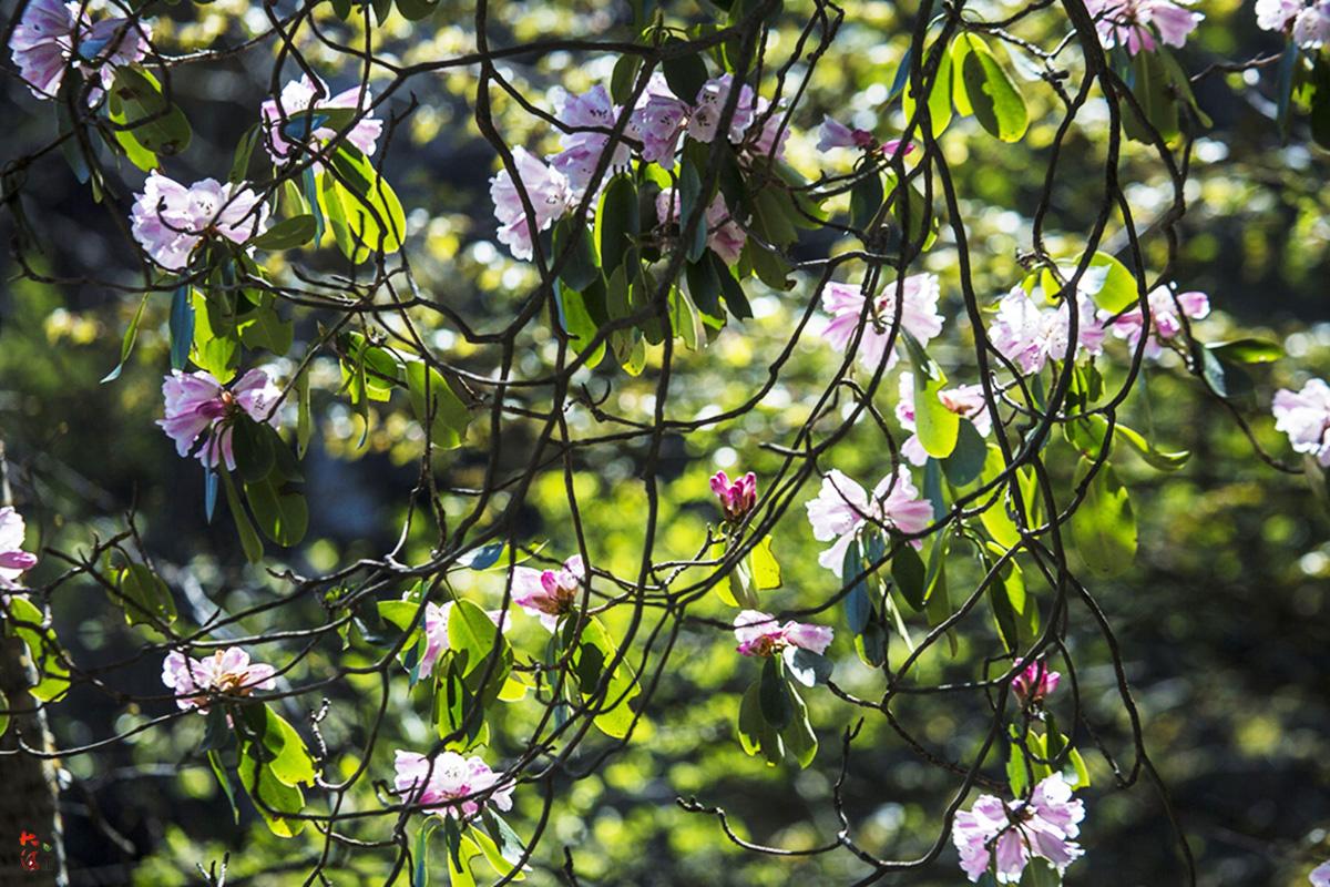 中原之巅的千年乔木杜鹃,全国独有