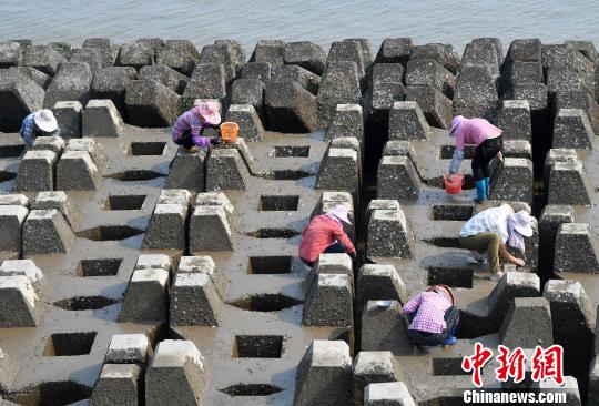 5月27日,渔民在海堤上采集海产品.