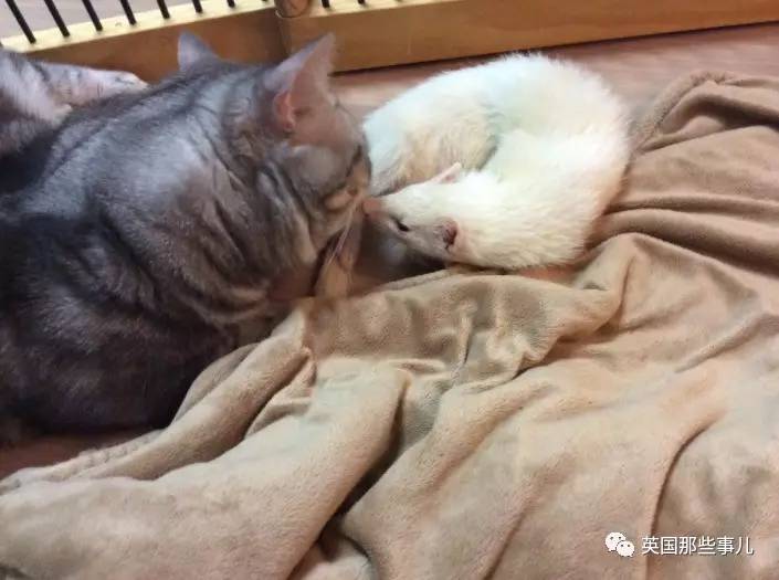 每个表情都是戏的短腿喵星人壁咚自恋卖萌也是没sei了