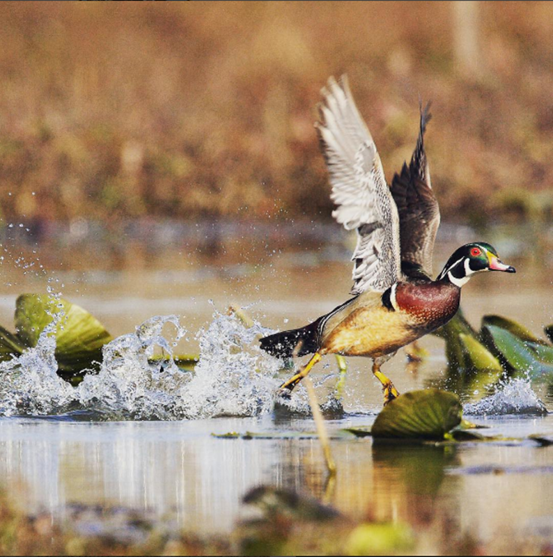 这个小镇因鲤鱼太多每年吸引50万游客,鸭子能踩鱼行走成奇景