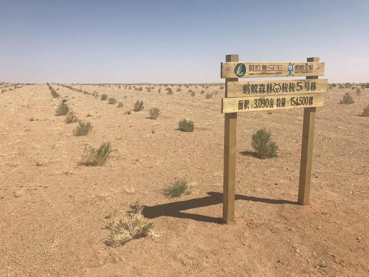 有一种树他叫梭梭,不叫俊俊   拥有一颗远在千里之外,有独特编号的