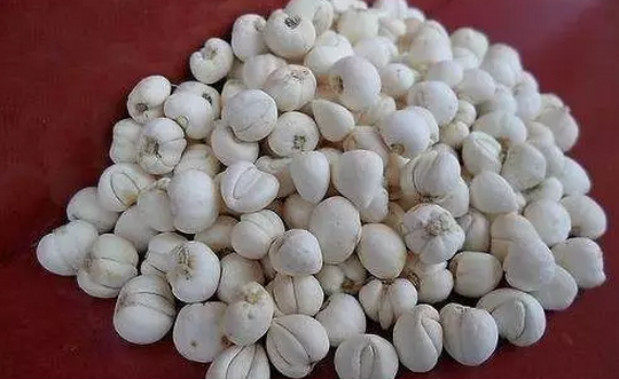 中医养生之浙贝母的功效与作用浙贝母药用价值